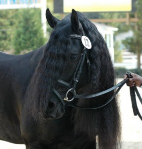 Obrazek