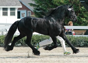 Obrazek